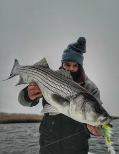 Striped bass caught in Milford