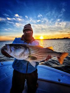 Striped bass caught in Milford