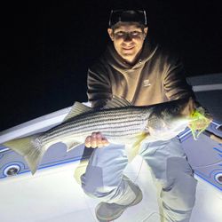 Striped Bass caught while fishing in Milford