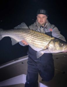 Striped bass caught in Milford