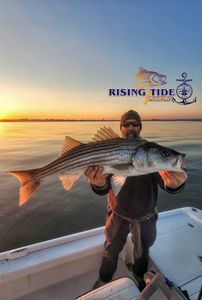 Striped Bass caught by angler in Connecticut