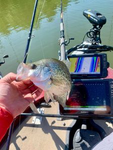 Healthy crappie caught with sharp sonar.