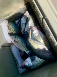 Packed cooler with fresh crappies on ice.