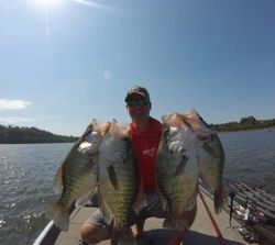 4 white crappie fish caught in Rogers