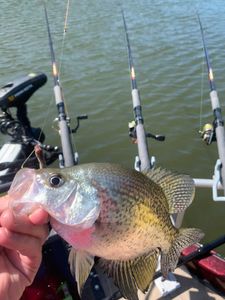 Crappie fish caught in Rogers