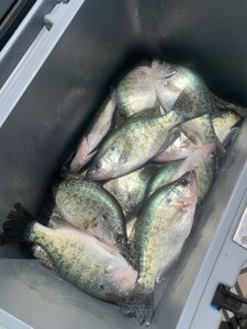 Five crappie fish caught in AR