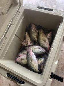 Three crappie fish caught while fishing in Rogers