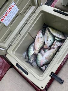 Four crappie fish caught in Rogers, Arkansas while fishing