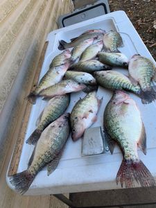 Eight crappie, white crappie fish caught in AR