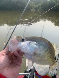 A fishing adventure in AR