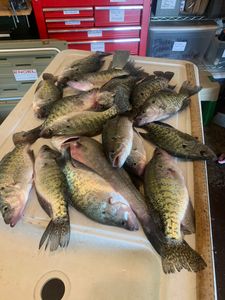 8 fishing rods on the bank of a river in Arkansas