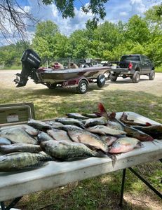 Three fish caught while fishing in Rogers