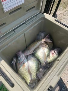 Three white crappie fish caught in Rogers