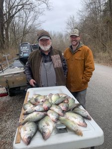 three white crappie fish caught in rogers