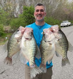 4 white crappie fish caught in AR