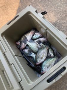Two white crappie and crappie fishing in AR