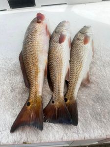 Three redfish caught fishing in Corpus Christi TX displayed on white cutting board