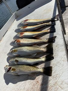 Seven fresh caught fish laid out on boat deck in Corpus Christi TX including speckled trout, grass carp, and redfish