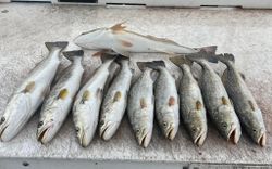 Fresh caught speckled trout and redfish displayed on boat deck in Corpus Christi TX