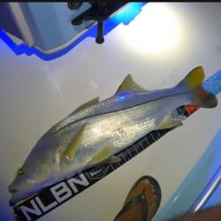Experience Deep Sea Fishing in Miami