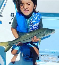 Angler holding a snook fish in Miami Beach