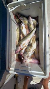 Three King Mackerel fish caught while fishing in Cleveland