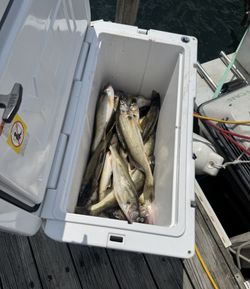 Fishing trip in OH with 3 fish caught