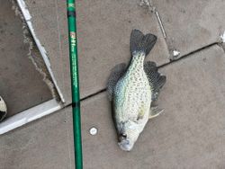 Crappie fishing at its best here in Adair!