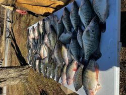 7 fish caught during fishing trip in OK