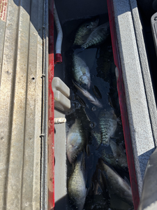 Nice crappie catch using jigging and trolling with light tackle in clear conditions!