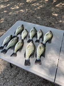 Crappie bonanza! Seven white beauties blasted today at Spencer Creek!