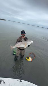 Fish-Species