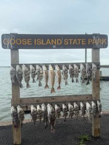6 sheepshead fish caught in TX