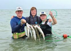 Three bluefish caught while fishing in Rockport