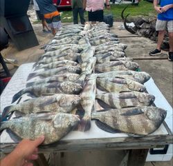 Large catch of black drum fish displayed on cleaning table in Rockport TX
