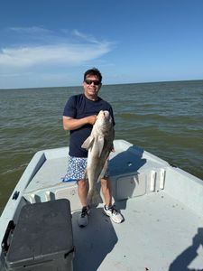 Angler catches a black drum fish in TX