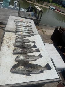 Fresh caught Black Drum lined up on cleaning table at marina dock in Rockport TX