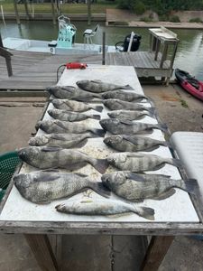 Fresh caught black drum and speckled trout displayed on cleaning table at Rockport TX fishing dock