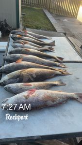 Five black drum fish caught in Rockport