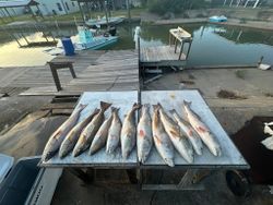 7 hardhead sea catfish caught while fishing in Rockport