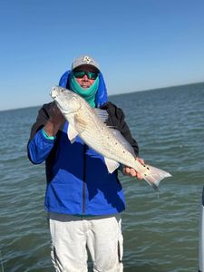 Redfish caught in TX