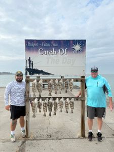 Angler catching a black drum fish in Rockport