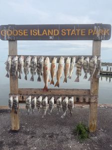 Redfish and black drum caught in Rockport, Texas
