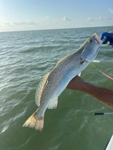 Speckled trout caught fishing in Rockport TX waters with lure in mouth