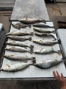 Fresh caught speckled trout, redfish, and black drum displayed on cleaning table in Rockport TX