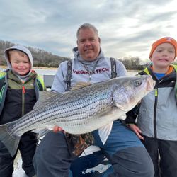 Trophy Striped bass from Tennessee lakes! 