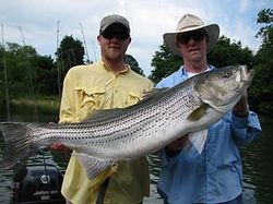 Large Striper fish from Tennessee