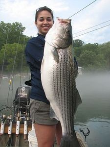 Reeling Striped bass Fish in Tennessee