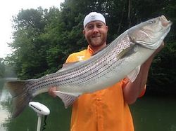 Striper Guided fishing trips, TN