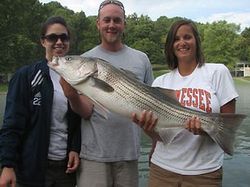 Striped bass Fish from Tennessee